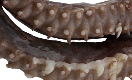 Tentacules d'encornets