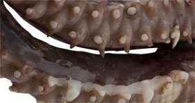 Tentáculos de calamar